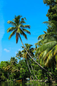 Low angle view of coconut palm trees against blue sky
