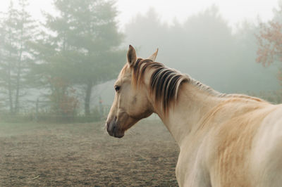 Horse in a field