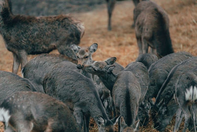 Deer kissing