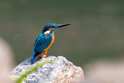 Close-up of bird perching on rock