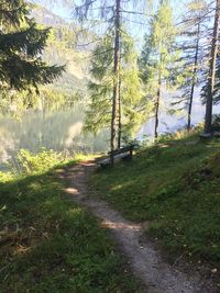 Road amidst trees in forest