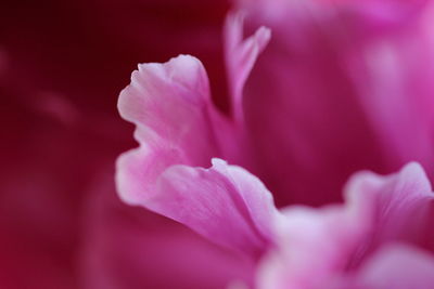 Close-up of pink flowers