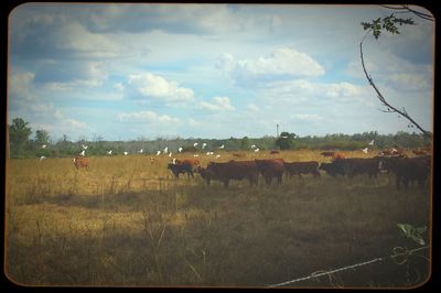 Rural grazing on field