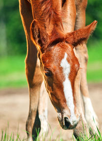 Close-up of foal standing on field