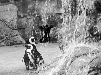 View of birds on rock at zoo