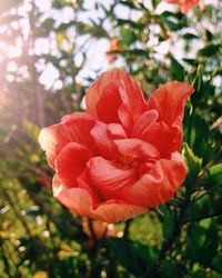 Close-up of red flower