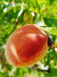 Close-up of apple on tree