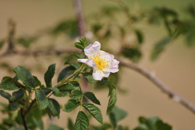 Close-up of white cherry blossoms