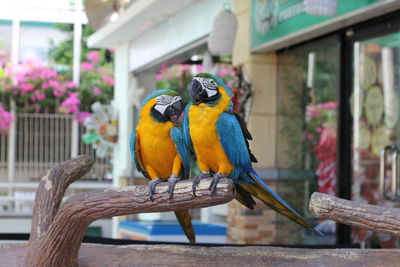 Close-up of gold and blue macaws perching on wood