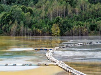 Scenic view of lake in forest