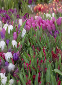 Close-up of pink flowering plants