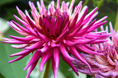 Close-up of pink flower