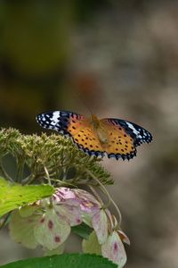 Close-up of butterfly pollinating on flower