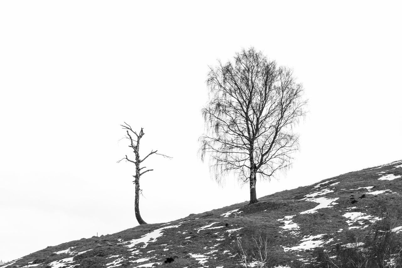 BARE TREE AGAINST SKY