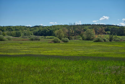 Scenic view of trees on field against sky