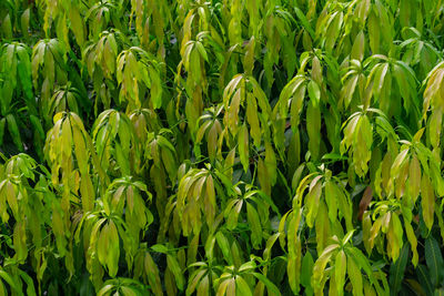 Full frame shot of corn field