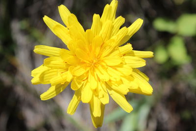 Close-up of yellow dandelion