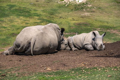 Mother and daughter southern white rhinoceros rest on a mound of dirt in afternoon sun