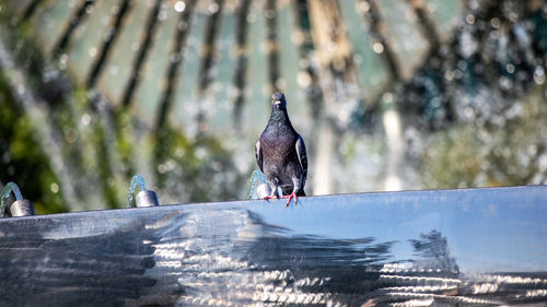 Low angle view of bird perching on railing