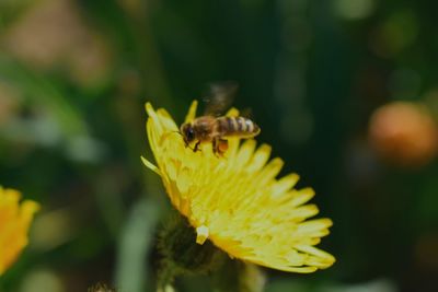 Close-up of insect pollinating on yellow flower