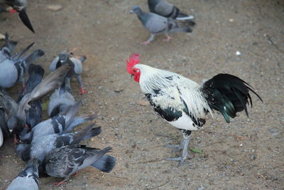 High angle view of birds on land