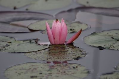 Close-up of pink water lily in pond