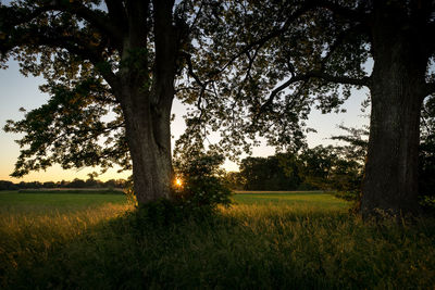 Trees on field against sky