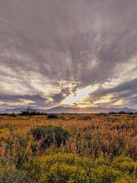 Scenic view of field against sky