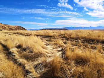 Scenic view of field against sky