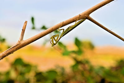 Close-up of preying mantis growing on field against sky