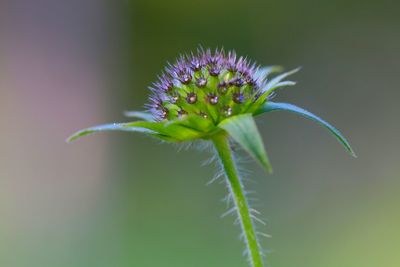 Close-up of purple flowering plant