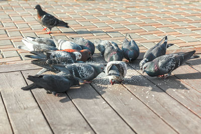 Pigeons perching on wooden floor