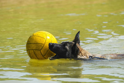 Black dog with ball in water