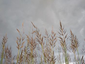 Close-up of stalks in field against cloudy sky