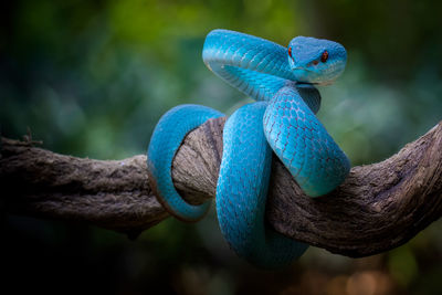 Close-up of blue snake on tree trunk