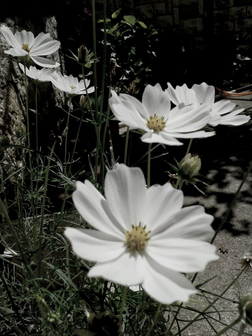 flower, petal, white color, fragility, freshness, flower head, growth, blooming, plant, beauty in nature, nature, in bloom, focus on foreground, close-up, pollen, white, field, stem, leaf, day