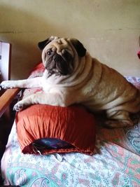 Portrait of a dog sitting on bed