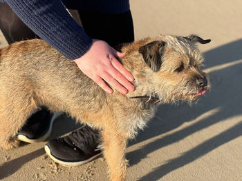 Dog on a beach 