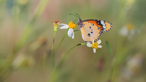 Close-up of butterfly pollinating on flower