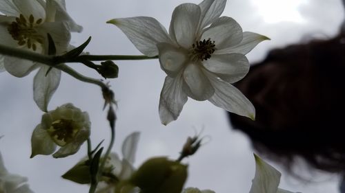Close-up of fresh flowers blooming against sky