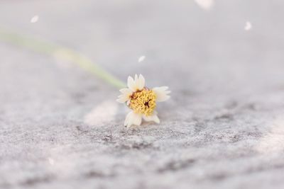 Close-up of white flower on street