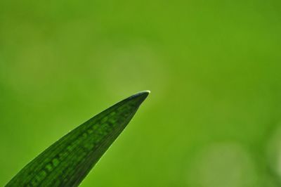 Close-up of green leaf on grass