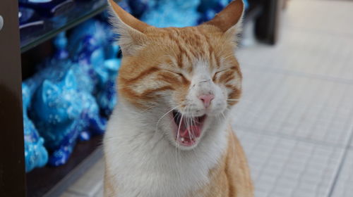 Close-up of cat yawning