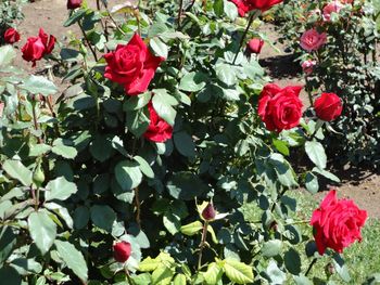 Red flowers blooming outdoors