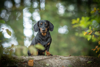 Portrait of dachshund on fallen tree