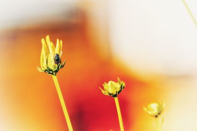 Close-up of insect on flower