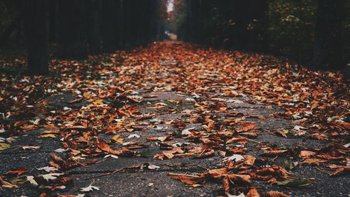 Fallen leaves on tree trunk