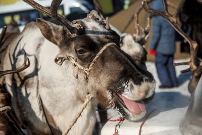 Close-up of a reindeer