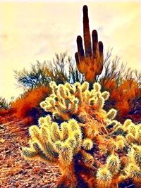 Close-up of prickly pear cactus