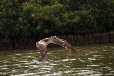 Spread wings flying female brown pelican pelecanus occidentalis at tigertail beach in marco island